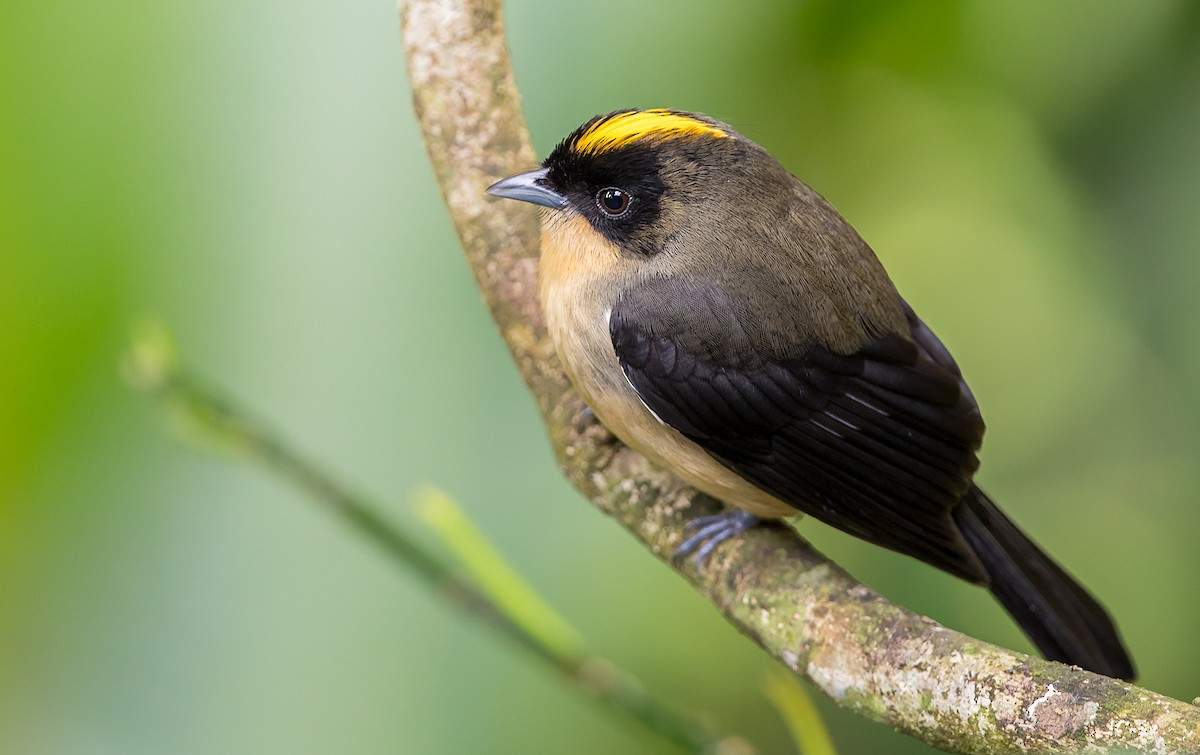 Black-goggled Tanager - ML193913841