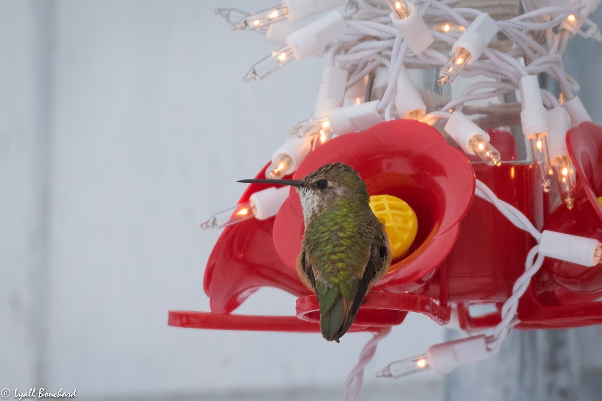 Rufous Hummingbird - Lyall Bouchard