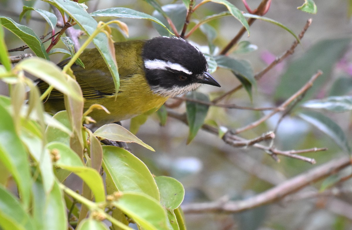 Sooty-capped Chlorospingus - ML193915151