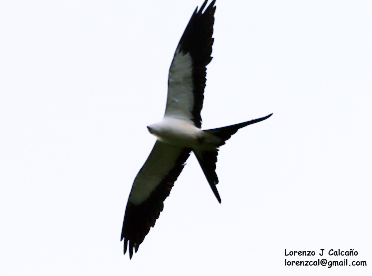 Swallow-tailed Kite - Lorenzo Calcaño