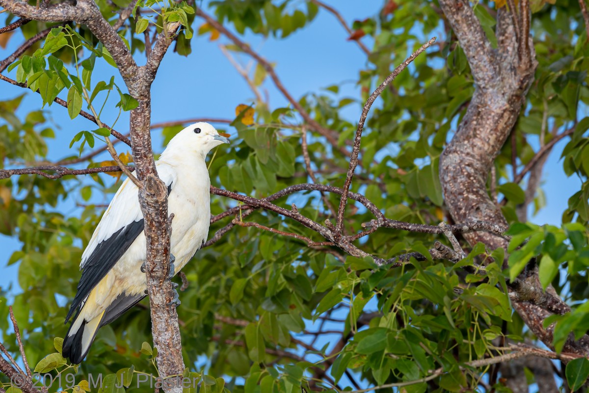 Pied Imperial-Pigeon - ML193915471