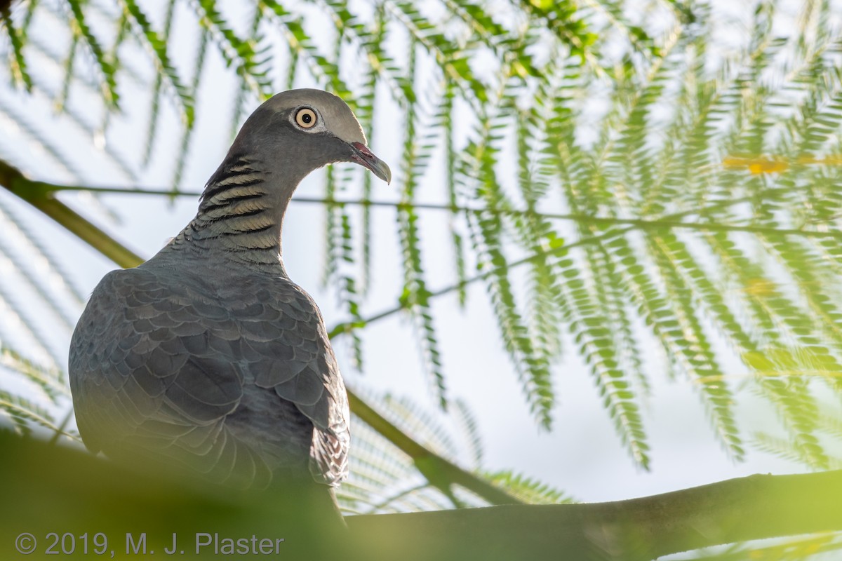 White-crowned Pigeon - ML193916101