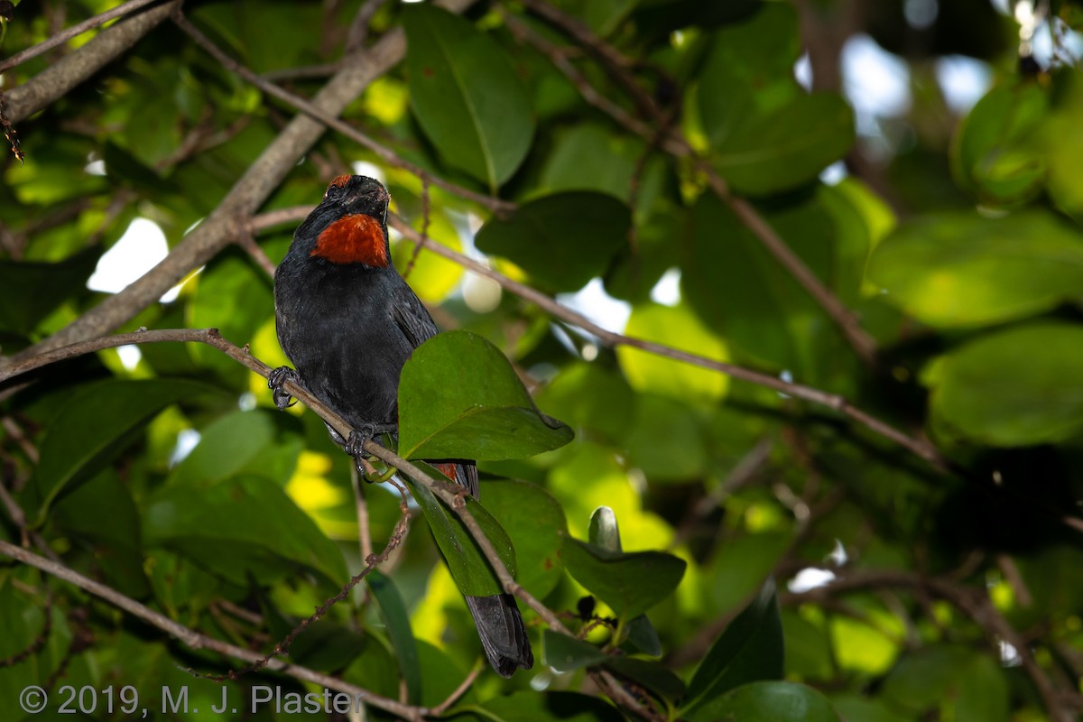Greater Antillean Bullfinch - Michael Plaster