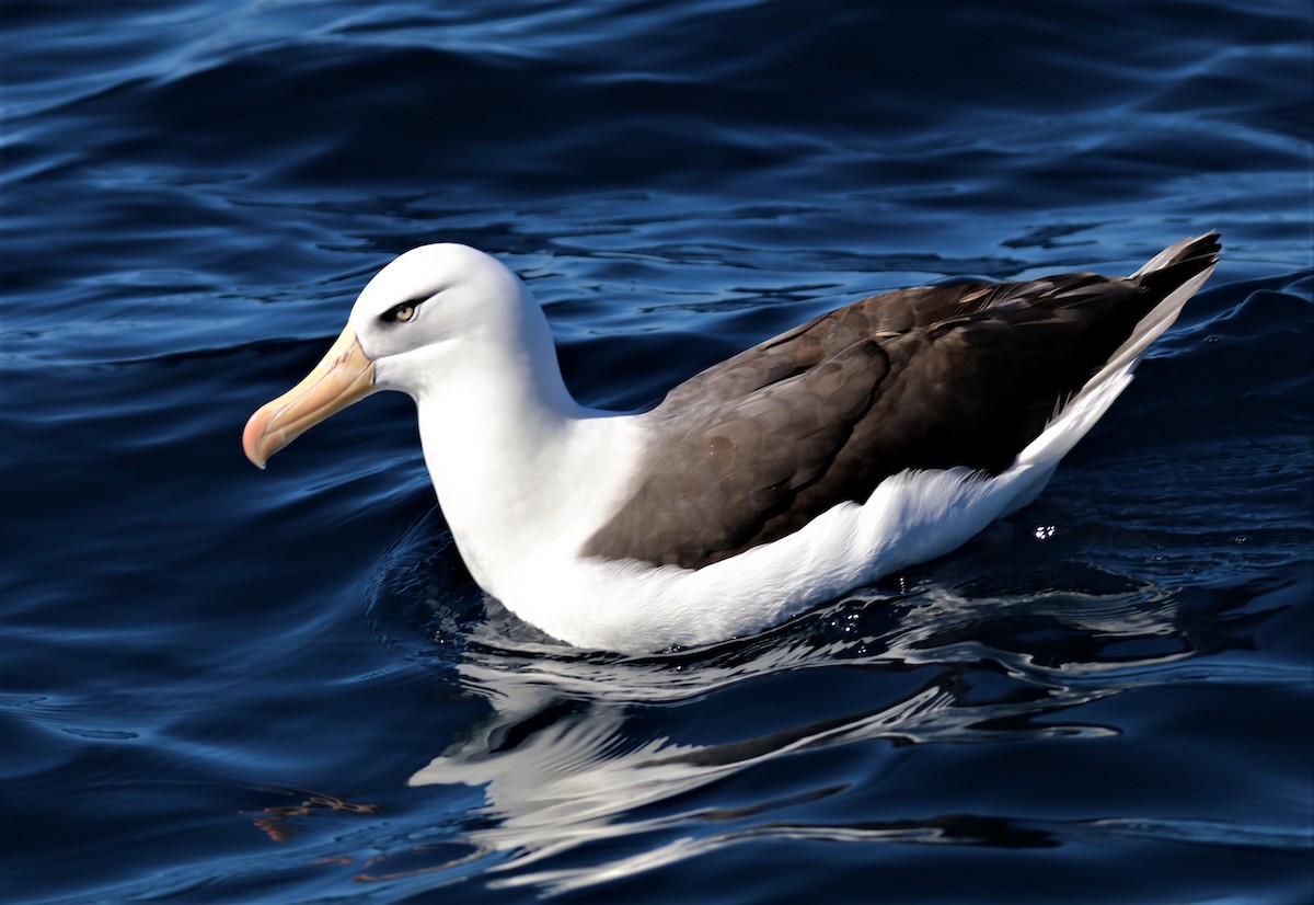 Black-browed Albatross (Campbell) - David Ekdahl