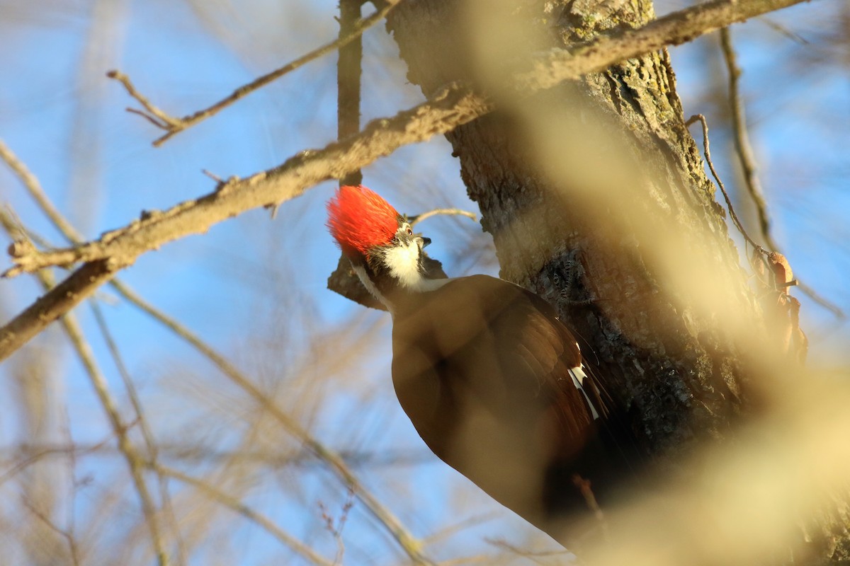 Pileated Woodpecker - ML193918531