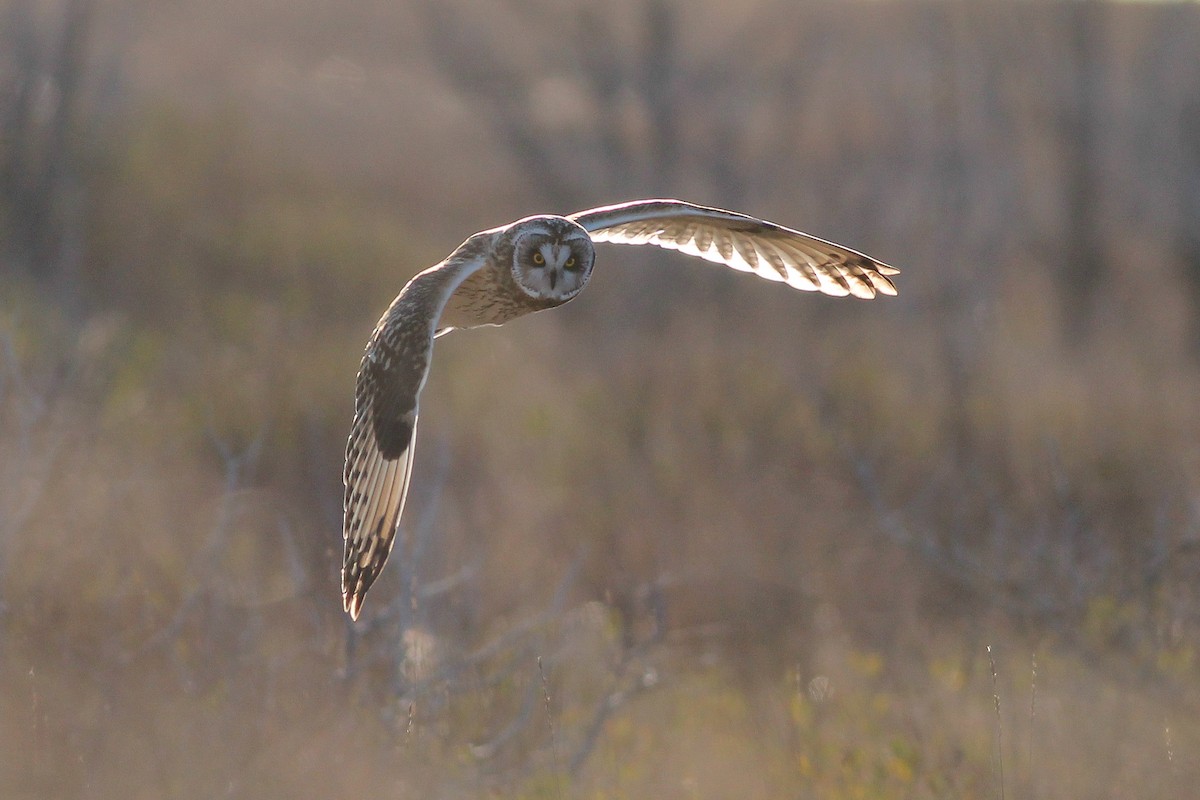 Short-eared Owl (Northern) - ML193921091