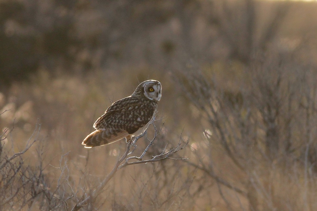 Short-eared Owl (Northern) - ML193921111