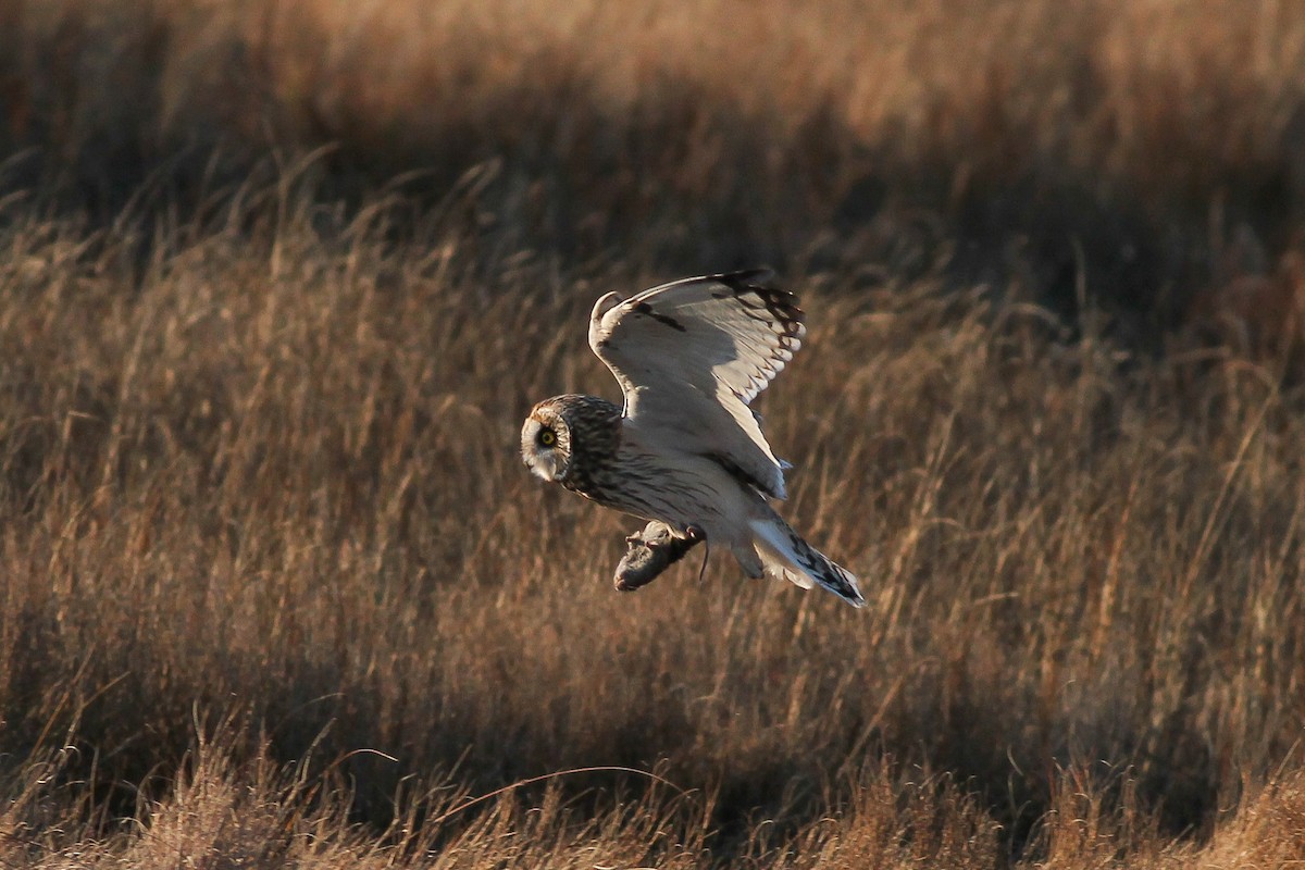 Short-eared Owl (Northern) - ML193921661