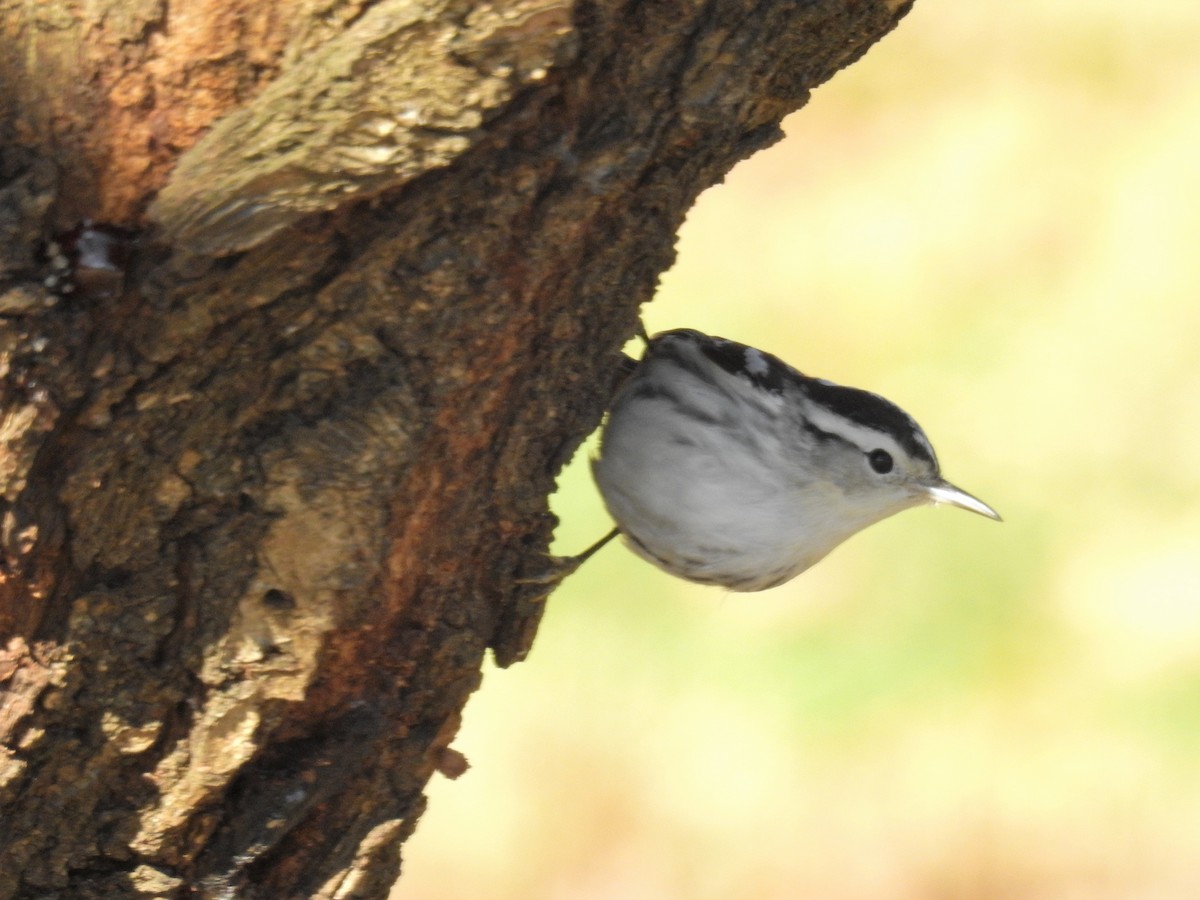 Black-and-white Warbler - ML193926811