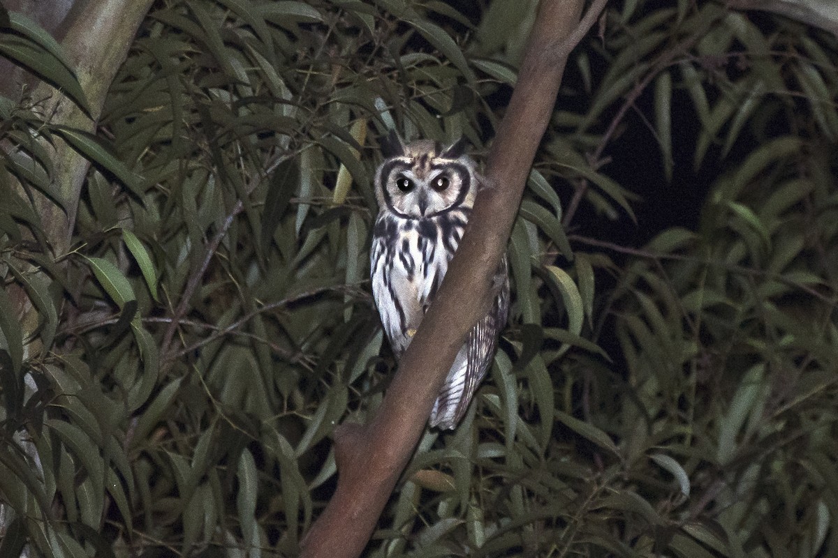Striped Owl - ML193927071