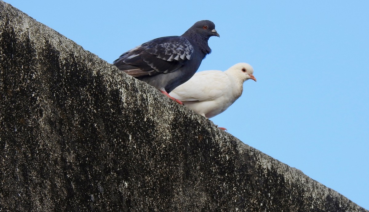 Rock Pigeon (Feral Pigeon) - Sean Higgins