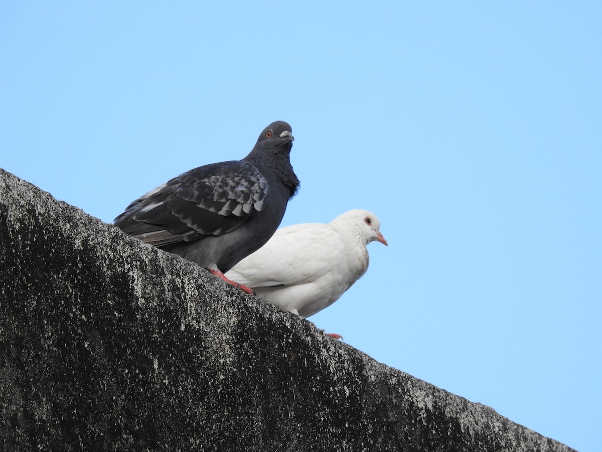 Rock Pigeon (Feral Pigeon) - ML193928581