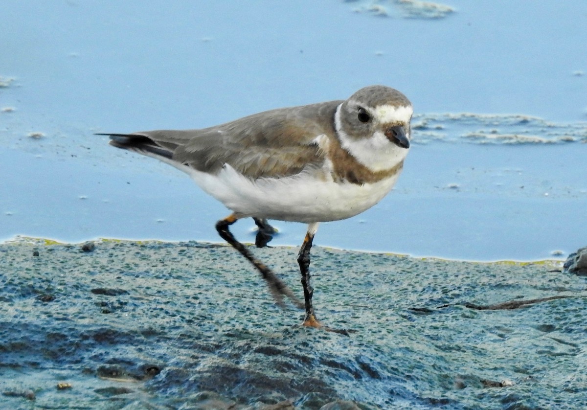 Semipalmated Plover - ML193928891