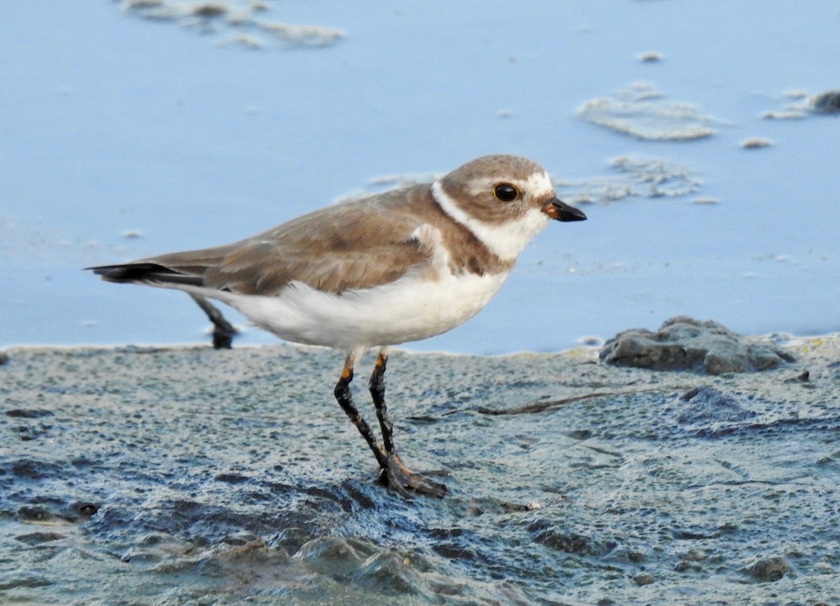 Semipalmated Plover - ML193928901