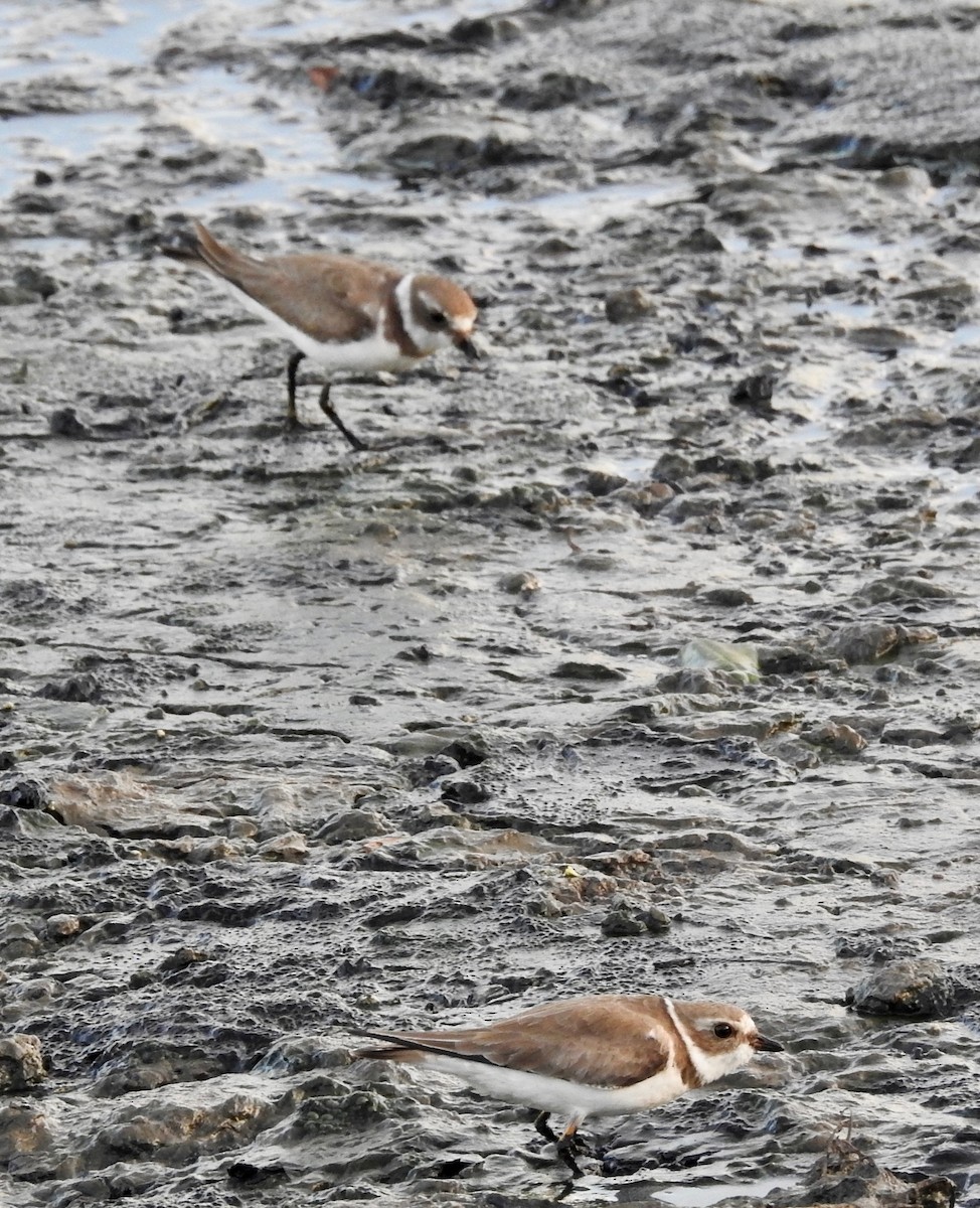 Semipalmated Plover - ML193928911