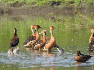 Fulvous Whistling-Duck, ML193935281