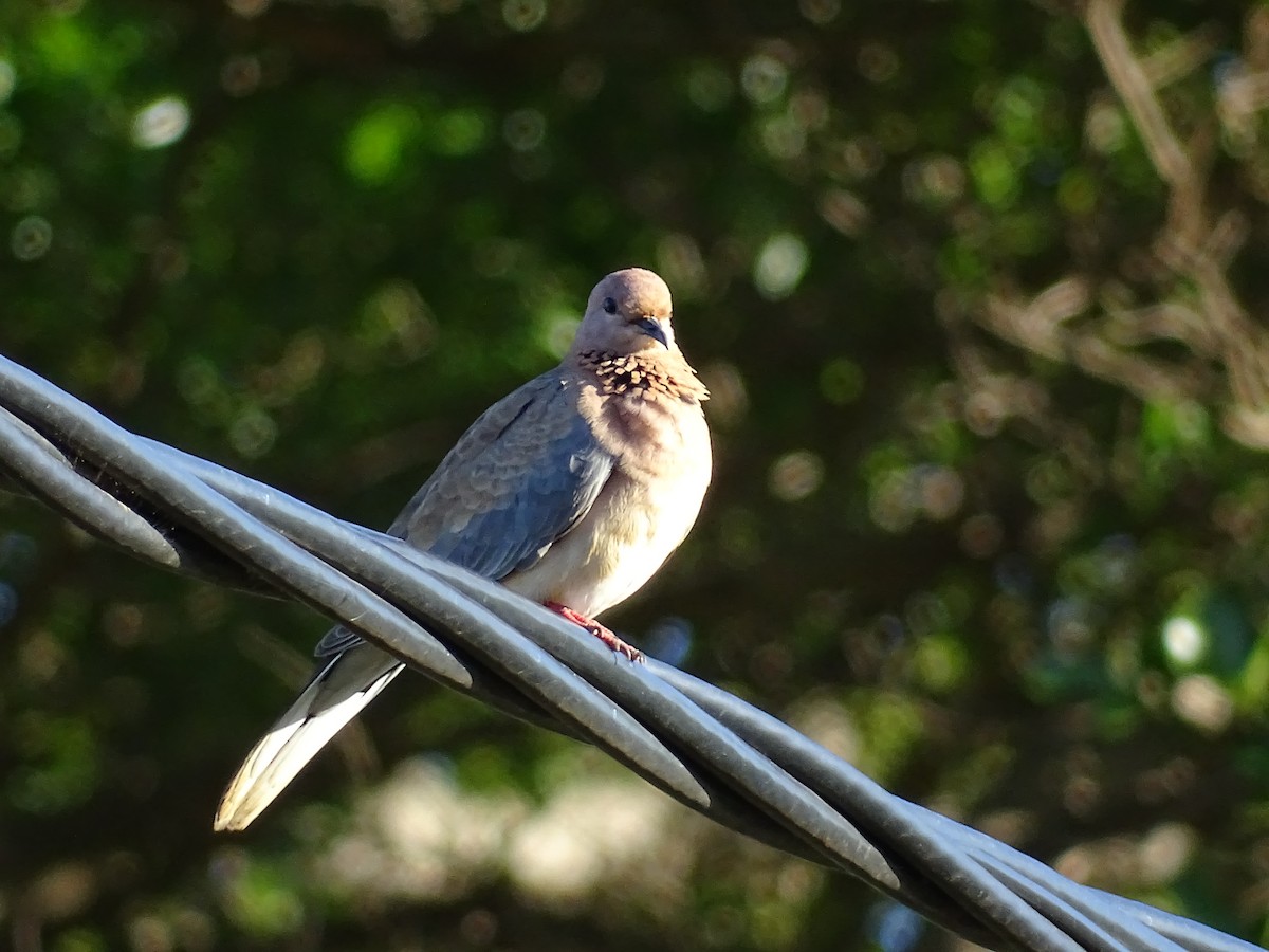 Laughing Dove - ML193937271