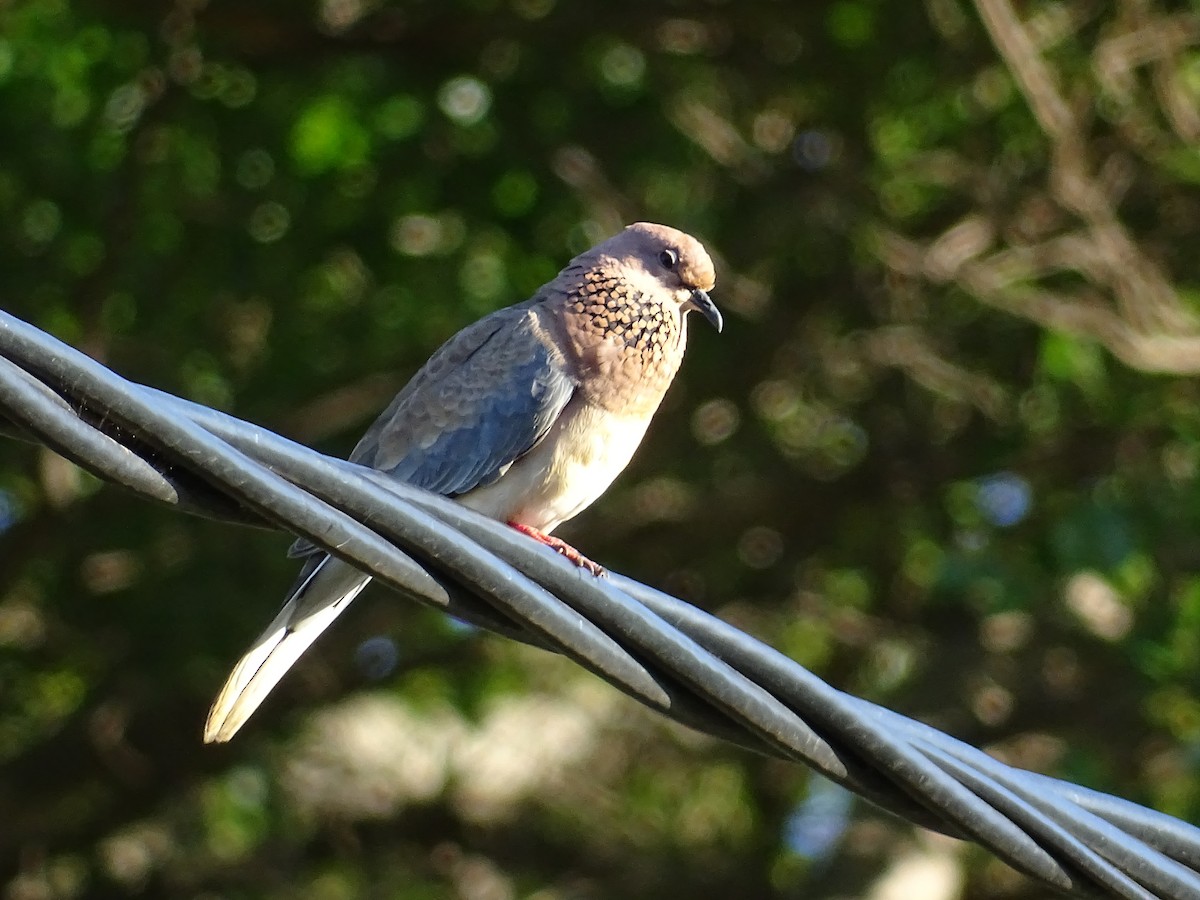 Laughing Dove - ML193937281