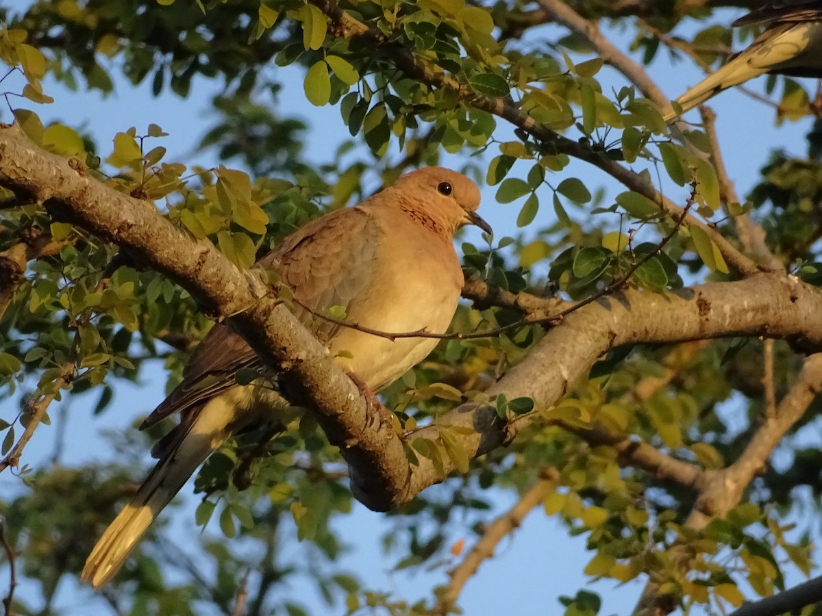 Laughing Dove - ML193937291