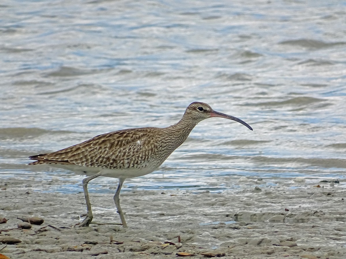 Whimbrel - Keith Wickens