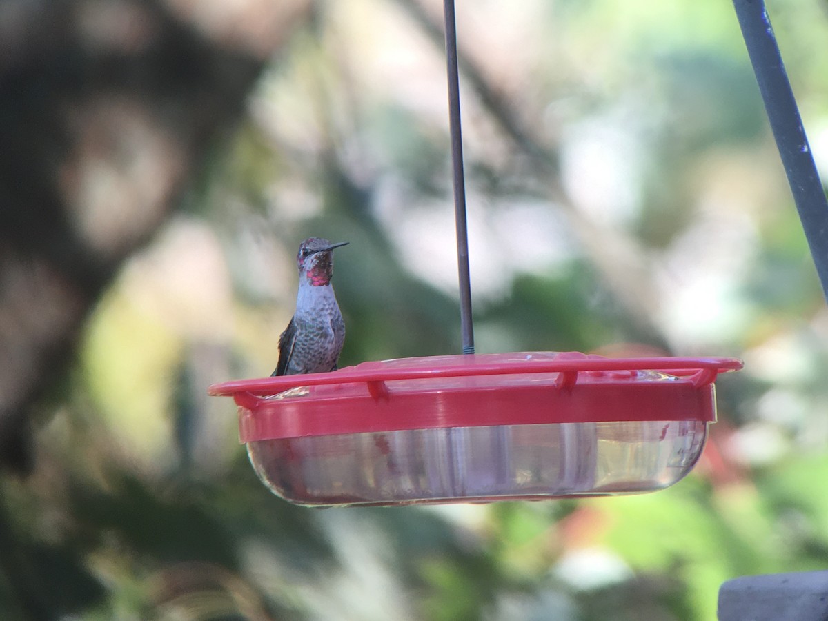 Anna's Hummingbird - ML193940831