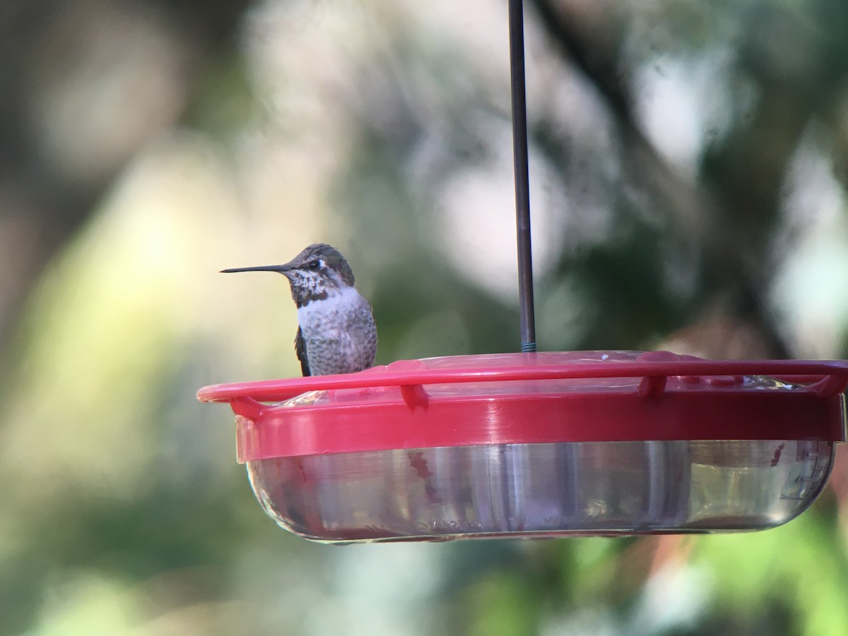 Anna's Hummingbird - ML193940841