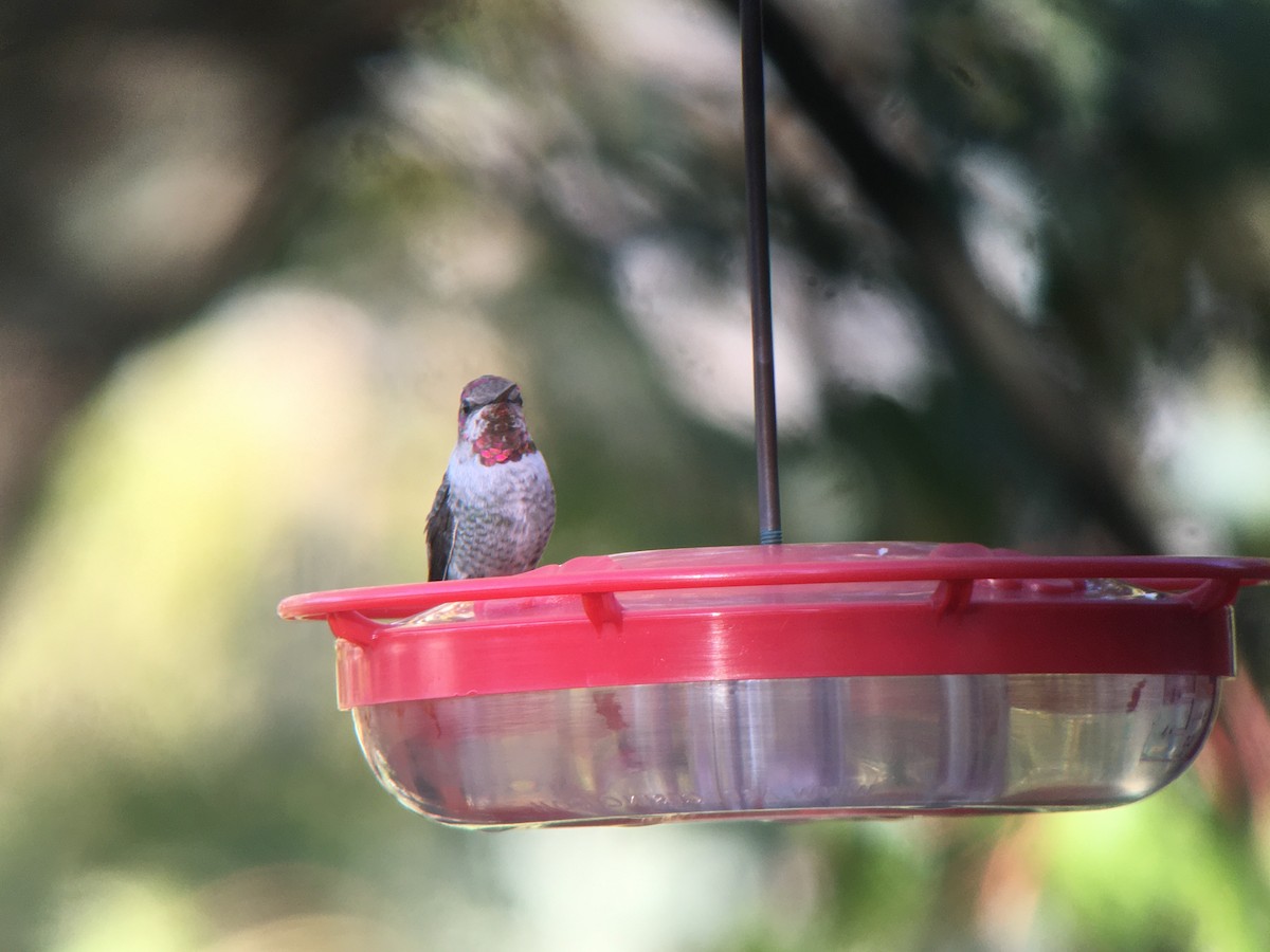 Anna's Hummingbird - ML193940851