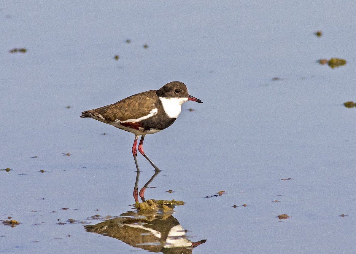 Red-kneed Dotterel - ML193941201