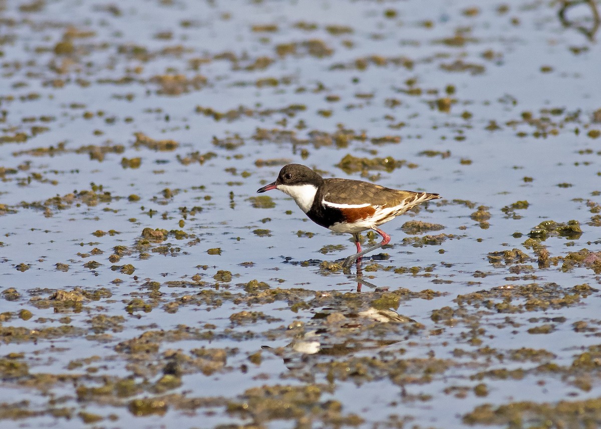 Red-kneed Dotterel - Stephen Murray