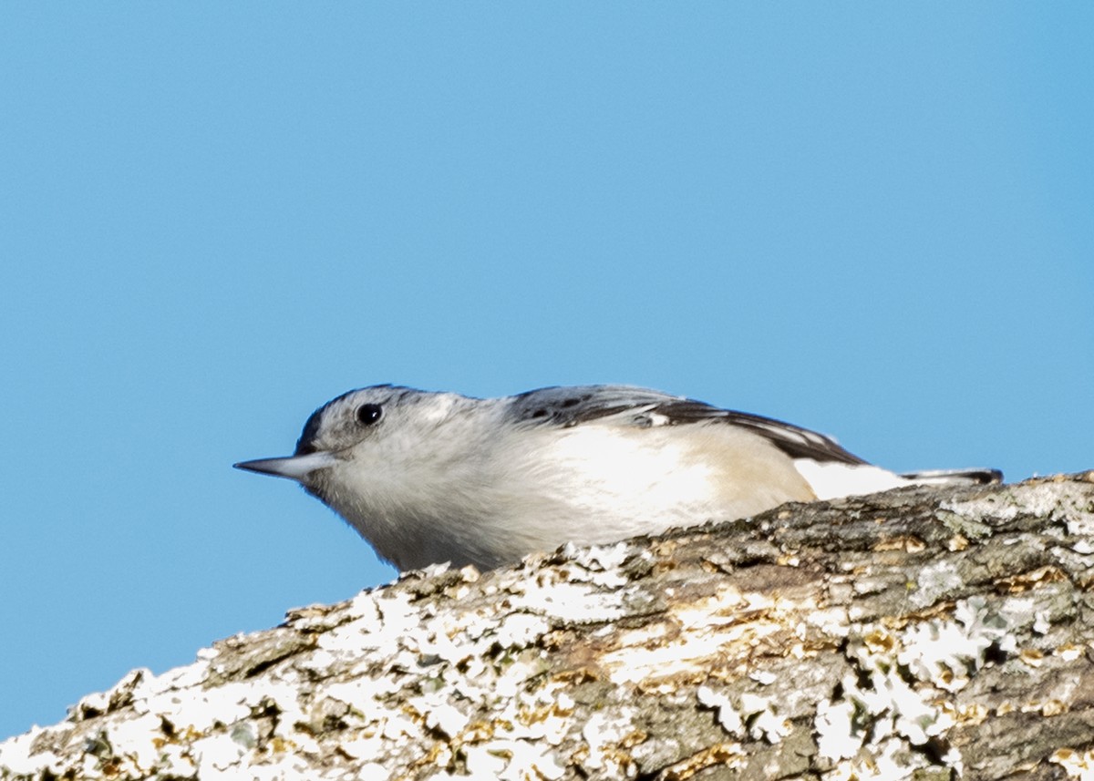 White-breasted Nuthatch - ML193945721