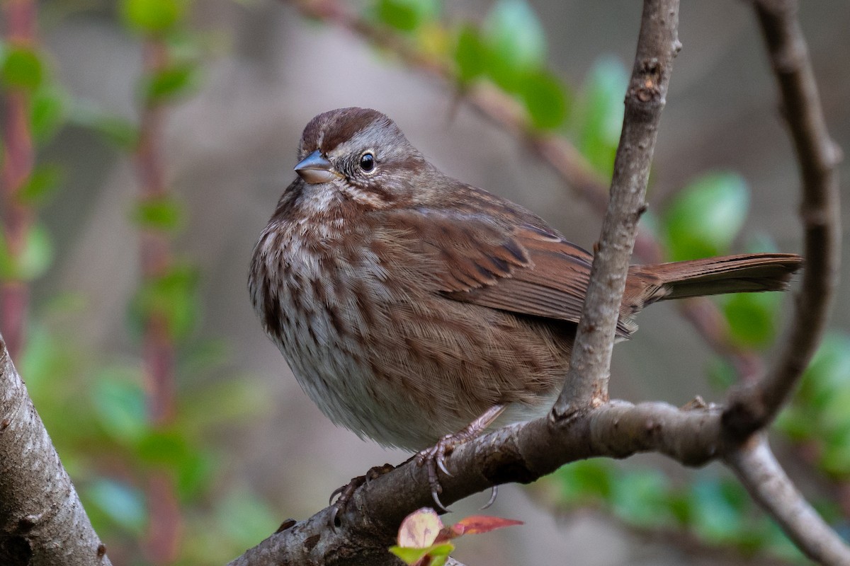 Song Sparrow - Grace Oliver