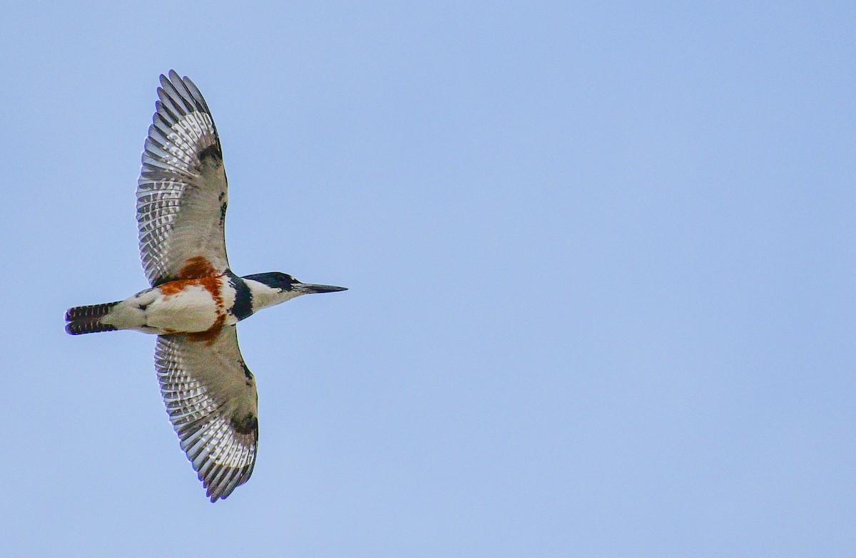 Belted Kingfisher - ML193951541