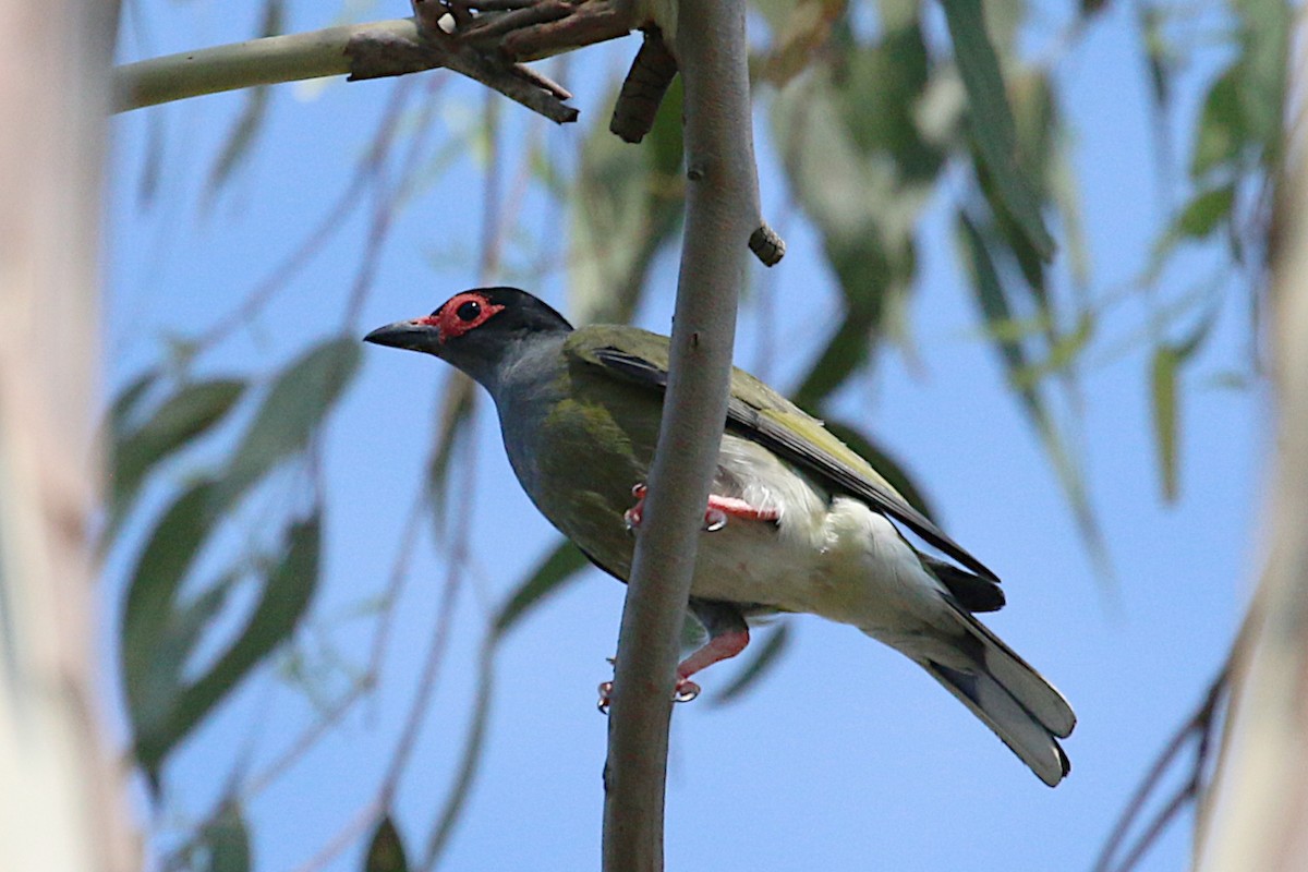 Australasian Figbird - Leith Woodall