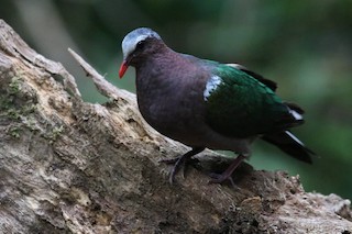 Asian Emerald Dove, ML193953861