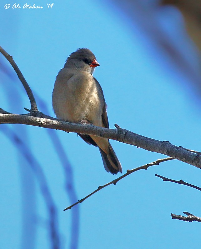 Pin-tailed Whydah - ML193959411