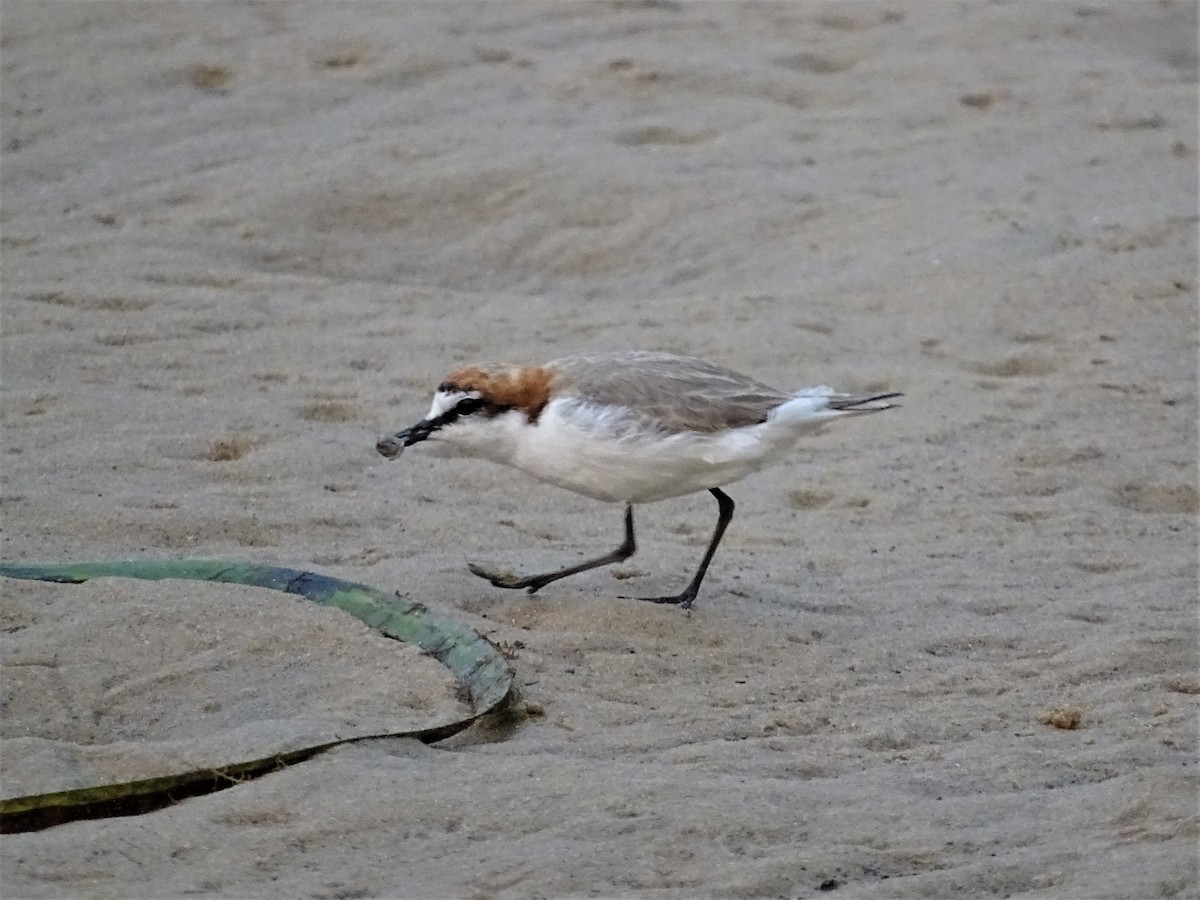 Red-capped Plover - ML193959691