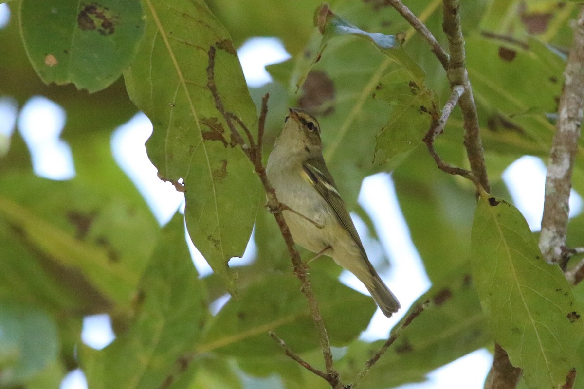 Yellow-browed Warbler - Fadzrun A.