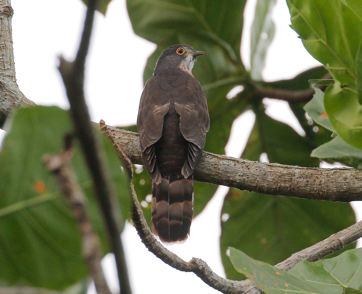 Large Hawk-Cuckoo - Neoh Hor Kee