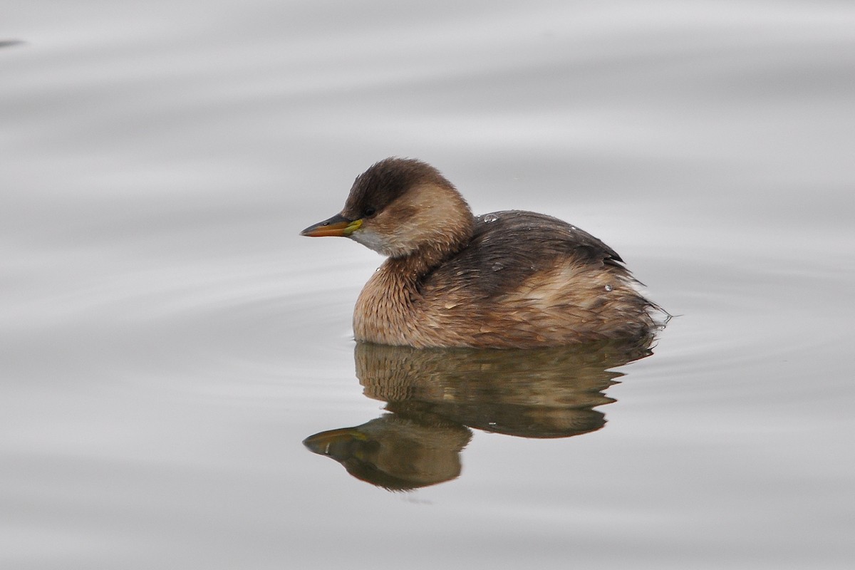 Little Grebe - Miguel Rouco