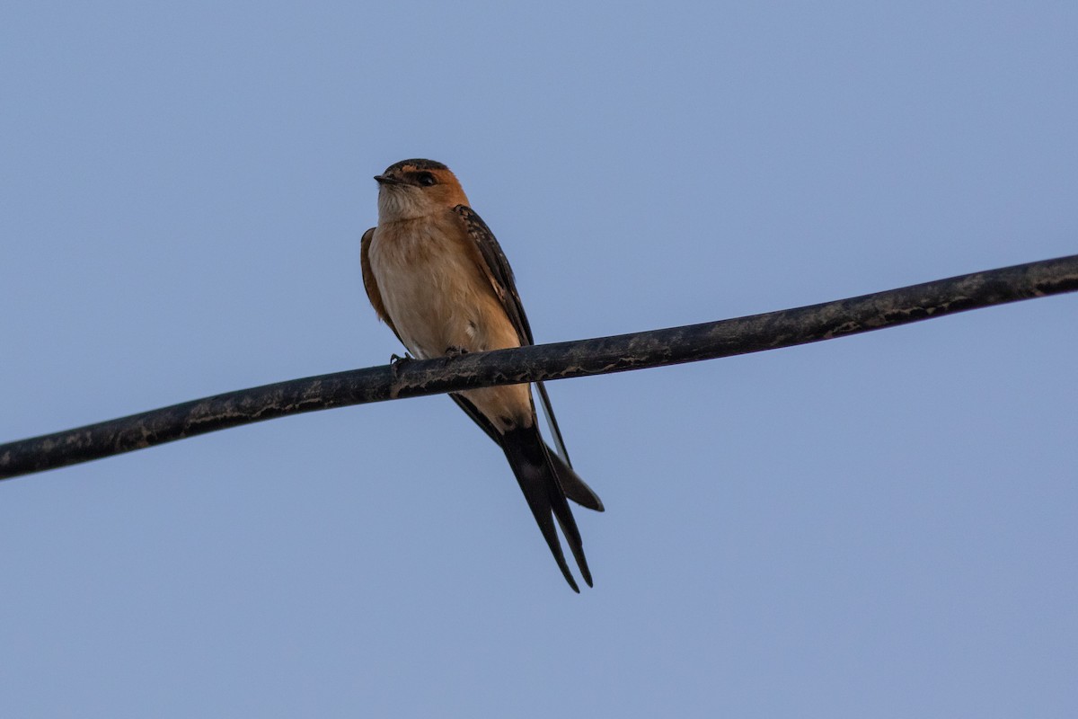 Red-rumped Swallow - Iain Robson