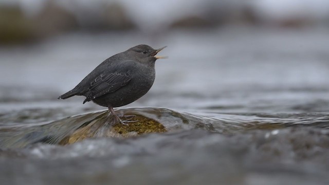  - American Dipper