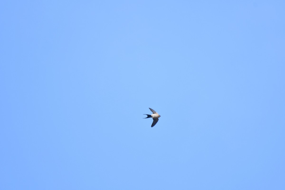 Red-rumped Swallow - ML193968991