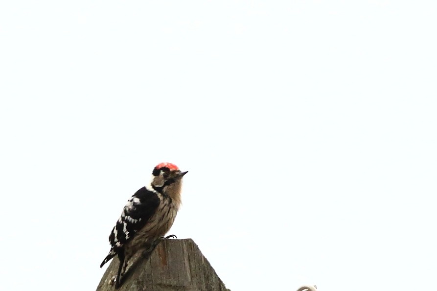Lesser Spotted Woodpecker - Sérgio Correia