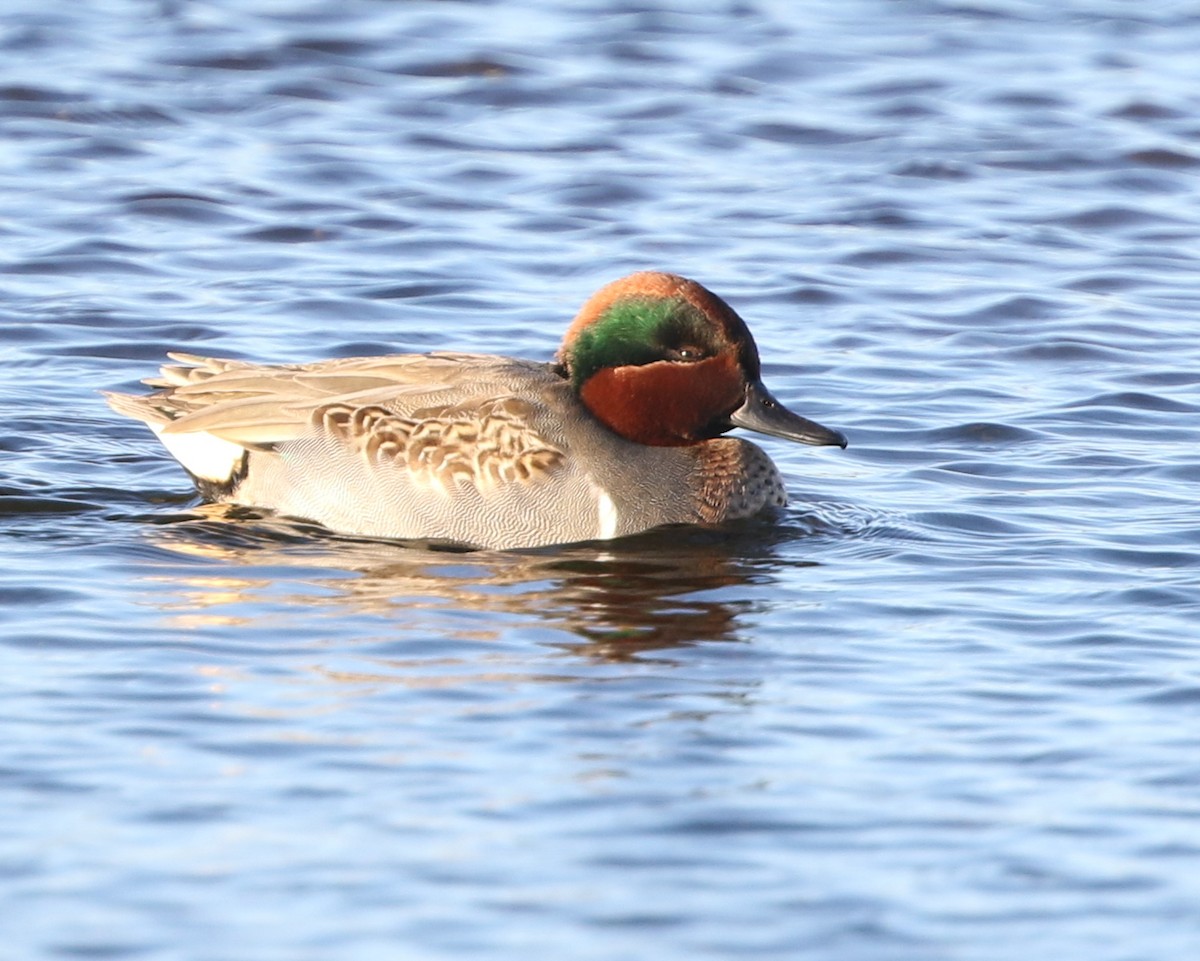 Green-winged Teal - ML193970711