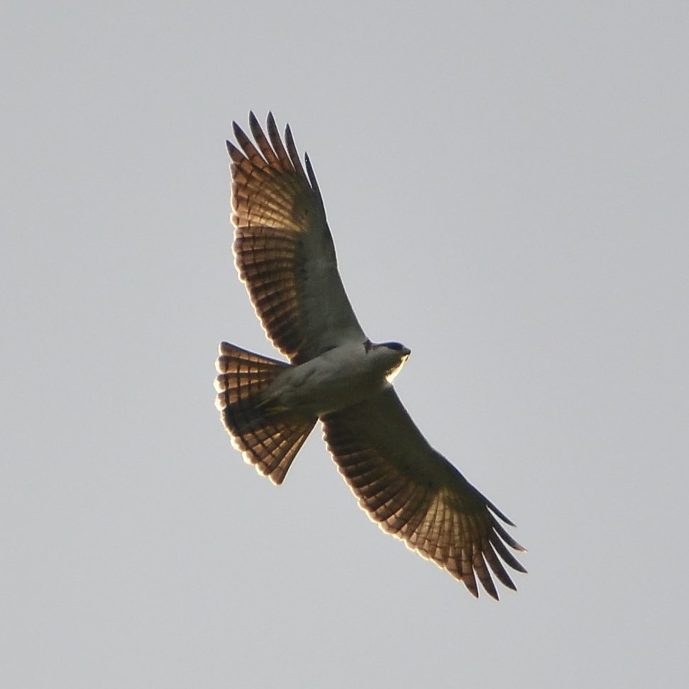 Rufous-bellied Eagle - Tristan Mirasol