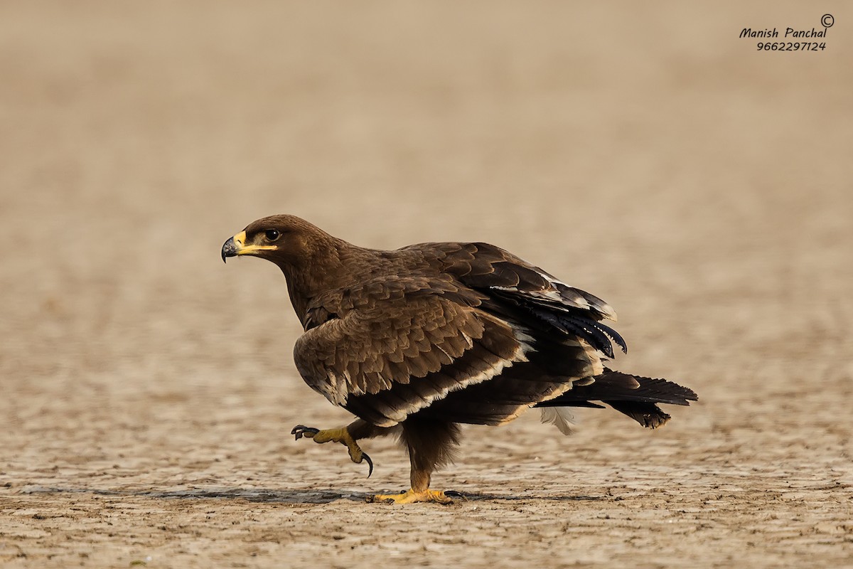 Steppe Eagle - Manish Panchal