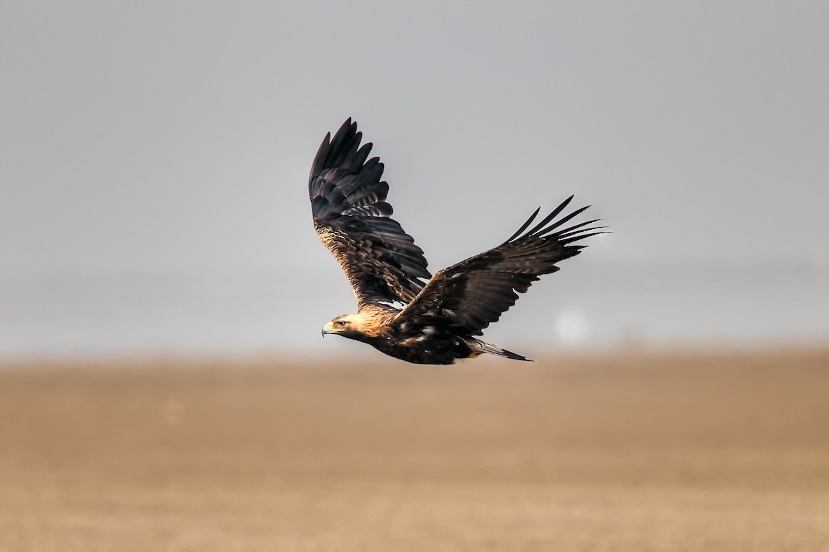 Imperial Eagle - Manish Panchal