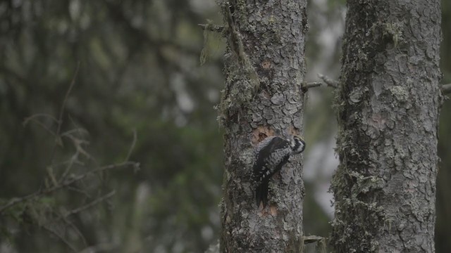 Eurasian Three-toed Woodpecker - ML193977361