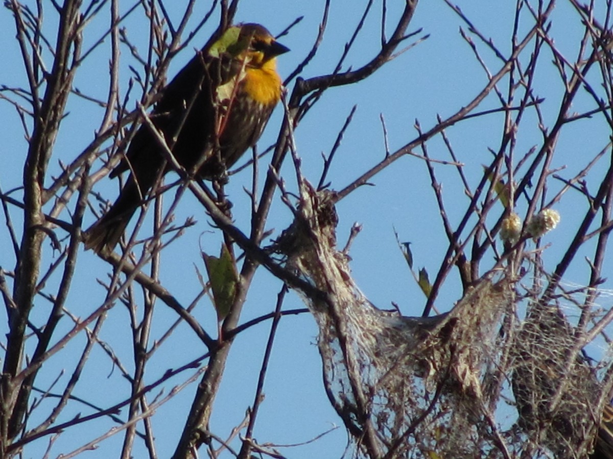Yellow-headed Blackbird - ML193977901