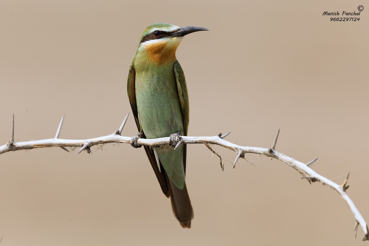 Blue-cheeked Bee-eater - ML193979341